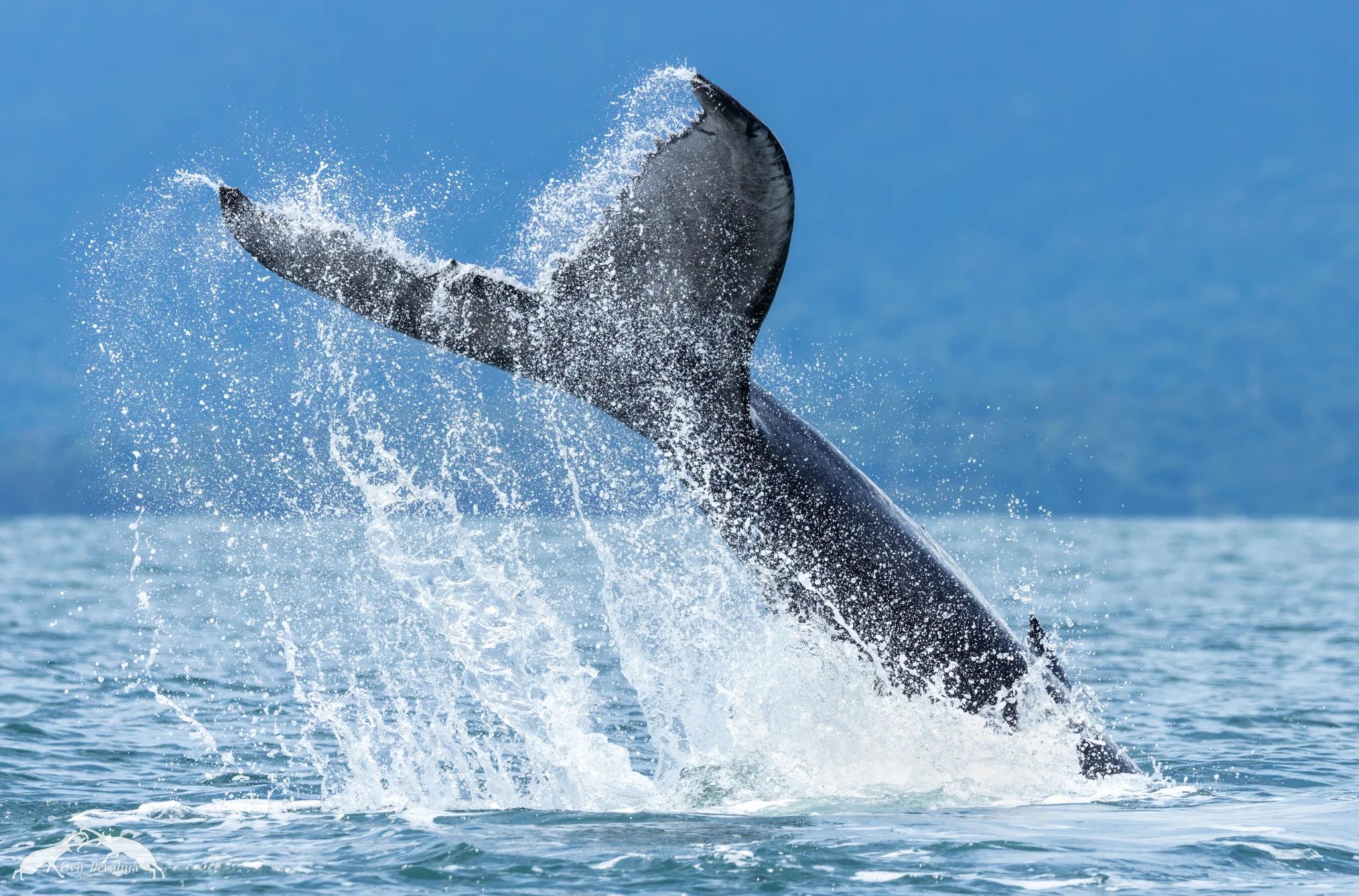 Costa Rica Wildlife